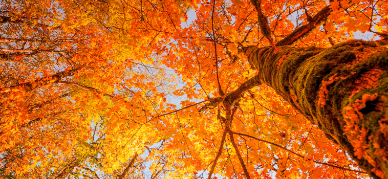Ayurveda para el otoño