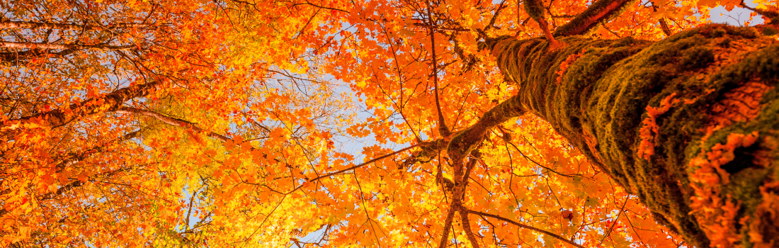 Ayurveda para el otoño