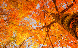 Ayurveda para el otoño